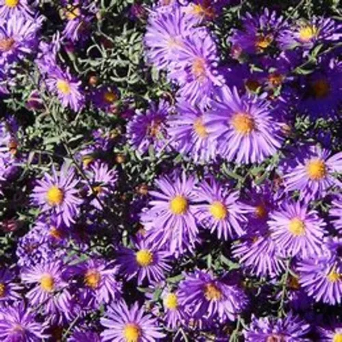 Vista 6 de New England Aster Seeds - Alrededor de 100 semillas
