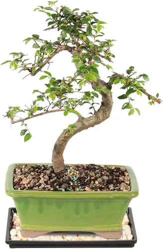 Vista 11 de Brussel's Bonsai Árbol bonsái de olmo chino vivo, al aire libre, paquete de 2 – pequeño, 5 años de edad, 6 a 8 pulgadas de alto – incluye macetas