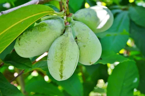 Vista 23 de Semillas de frutas para plantar - Semillas de frutas de jardín (caqui americano - 10 semillas)