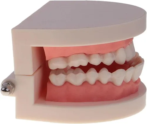 Vista 6 de Modelo de dientes de boca humana 1:1 con cepillo de dientes Cuidado de dientes Enseñanza Escuela Aprendizaje Ayuda Oficina Ornamento
