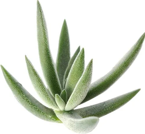 Vista 14 de Caja de suculentas Colección única de suculentas de Crassula vivas, fáciles de cultivar, planta de interior para el hogar, totalmente enraizadas