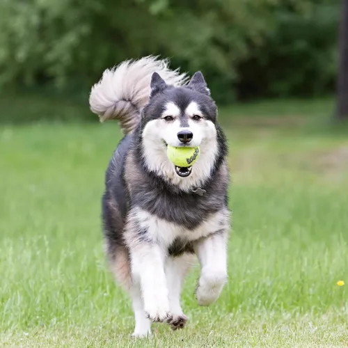 Vista 6 de KONG - Pelotas Squeakair (paquete de 6) - Pelotas de tenis chirriantes de primera calidad, suaves con los dientes - para perros medianos