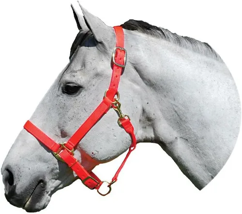 Vista 6 de Intrepid International Nylon Halter Rojo