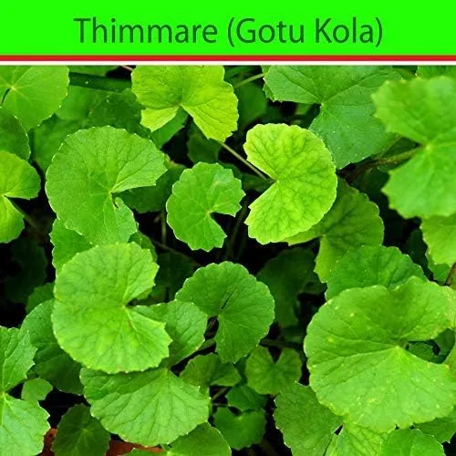 Vista 4 de 100 semillas de centella asiática, semillas indias de Pennywort Gotu Kola