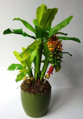Vista 4 de Semillas de plátano - Flores anuales ornamentales para plantar - Sin OMG