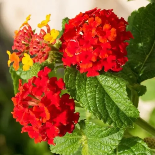 Vista 3 de Paquete de 4 plantas perennes de Lantana vivas de rápido crecimiento para jardín o contenedores, 4-8 pulgadas de alto, flores rojas brillantes