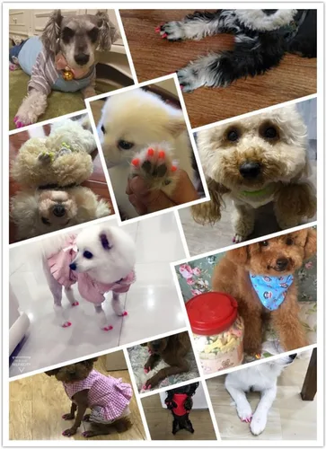 Vista 7 de 100 tapas de uñas para perro, tapas de uñas de perro para patas de perro con 5 pegamento adhesivo+5 aplicaciones e instrucciones