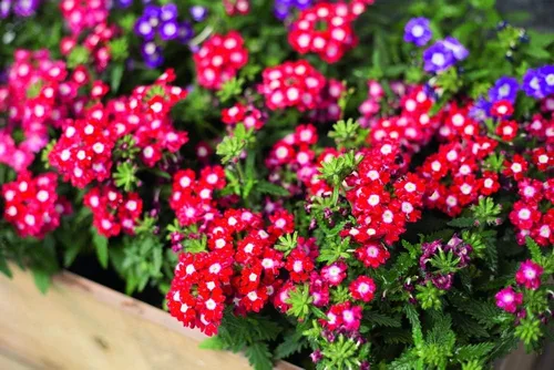 Vista 3 de Verbena Mix Hierba de la Cruz Flores Anuales para Plantar