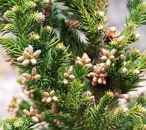 Vista 5 de Black Dragon Cryptomeria Tree (cedro japonés) - Planta de inicio (7L) (1 planta viva)