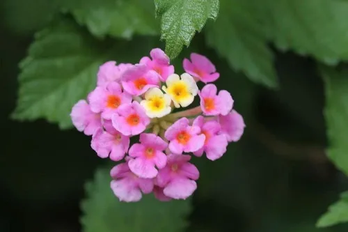 Vista 6 de Lantana Mix 100+ Semillas Plantación de Flores para Exterior
