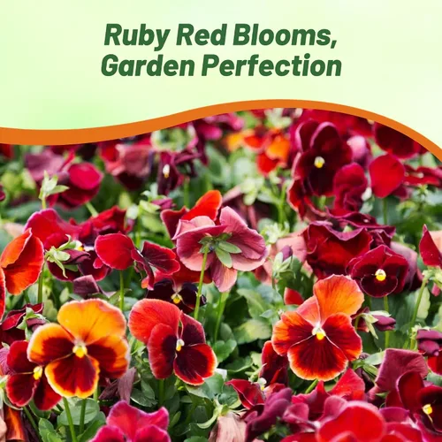 Vista 6 de Outsidepride Arkwright Ruby Viola - Semillas de pensamiento para plantar, 1000 unidades. Flores perennes, resistentes al frío y aptas