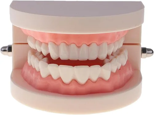 Vista 7 de Modelo de dientes de boca humana 1:1 con cepillo de dientes Cuidado de dientes Enseñanza Escuela Aprendizaje Ayuda Oficina Ornamento
