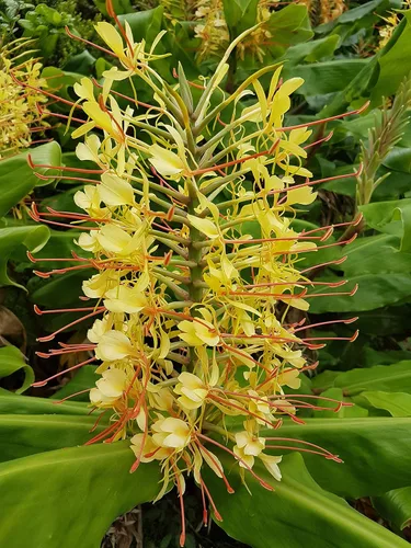 Vista 10 de Raíces de plantas de flores exóticas hawaianas - orquídeas de bambú - hibisco - jengibre -Ti troncos (raíz de orquídea)