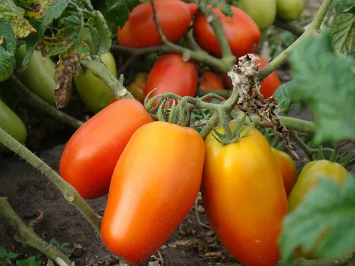 Vista 7 de Semillas Verduras Tomate en Forma de Pimienta - 25 Semillas