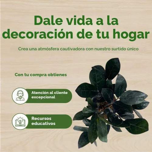 Vista 6 de BubbleBlooms ZZ negro, 4 pulgadas Raven Zamioculcas Zamiifolia Dowon Jet-Black