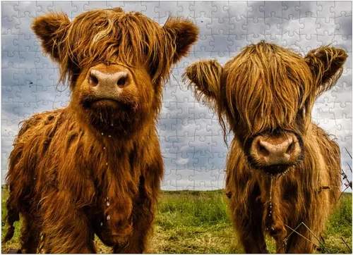 Vista 7 de MyPuzzle Two Highland Cows - Rompecabezas prémium de 100 piezas para adultos