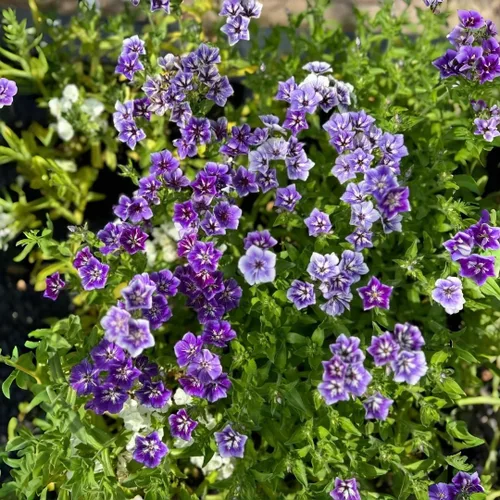 Vista 3 de Paquete de 1000 semillas de Phlox para plantar colores mixtos, cubierta de suelo rastrero Popstars Phlox - Semilla anual de flores para el hogar