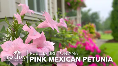 Vista 3 de Rosa petunia mexicana 1 planta de tamaño de galón comercial grande Ruellia Brittoniana Polinizador de paisaje con flores rosadas Cubierta