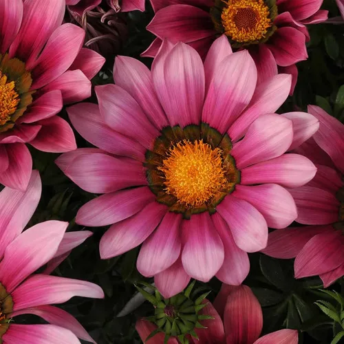 Vista 3 de New Day Series Gazania Flower Garden Seeds - Naranja transparente - 100 semillas - Semillas anuales de jardinería de flores - Gazania splendens