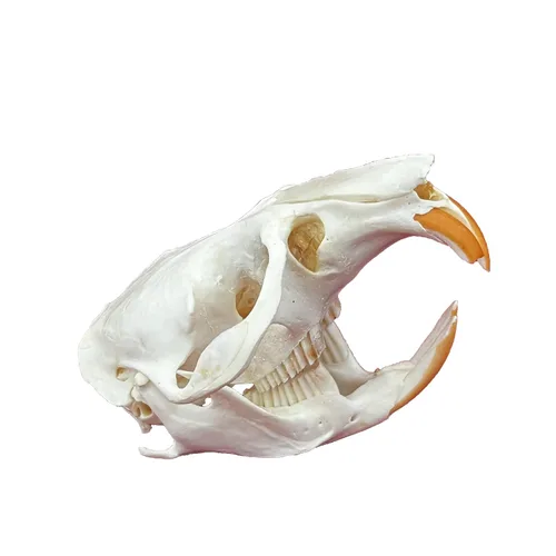 Vista 16 de Calaveras de animales reales en taxidermia, espécimen de huesos reales, suministros de taxidermia para educación científica, regalo especial