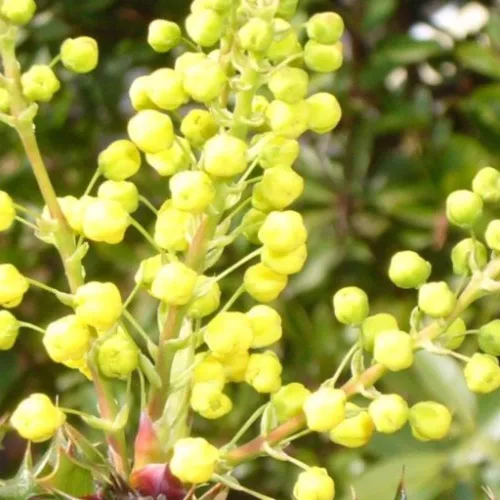 Vista 2 de Semillas altas de uva Oregon (Mahonia aquifolium) Paquete de 10 Semillas
