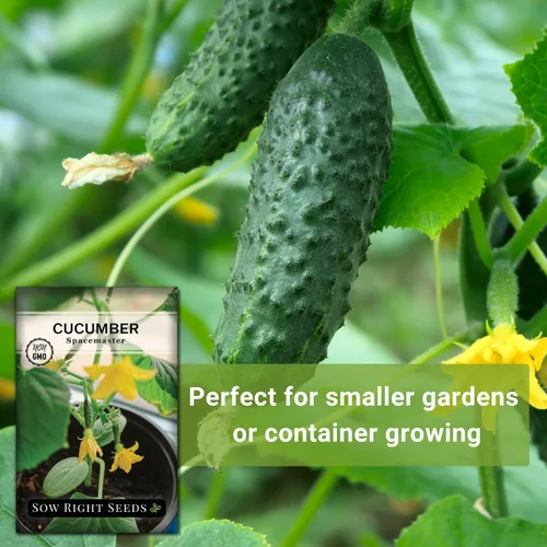 Vista 5 de Sow Right Seeds - Semillas de pepino Spacemaster para plantar - Paquete de reliquia sin OMG con instrucciones para cultivar un huerto doméstico al