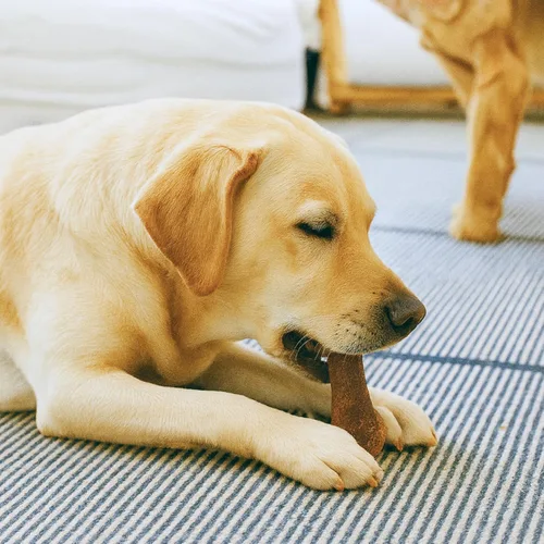 Vista 6 de Wholesome Pride Golosinas naturales y saludables para perros, paquete de 2 unidades para perros grandes, sabor a tocino, fabricadas en los Estados