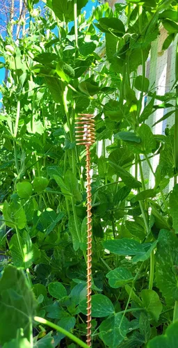 Vista 6 de Electroculture Grows - Juego de 5 estacas de cobre sólido de 18 pulgadas de largo, envueltas con cobre sólido puro