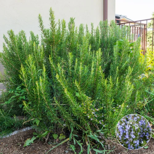Vista 8 de Juego de 3 plantas de romero azul vivas, planta viva de romero, hierbas comestibles y fragantes, plántulas de romero para plantar en interiores