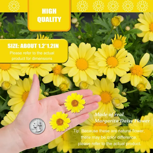 Vista 2 de 60 girasoles secos prensados amarillos para adornos de manualidades, flores secas naturales de 1.2 pulgadas, margarita grande para joyería