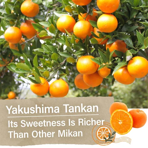 Vista 6 de YAMASAN KYOTO UJI Caramelo japonés – Sabor a naranja mandarina de Yakushima, envueltos individualmente, sin condimentos químicos, dulces sin gluten