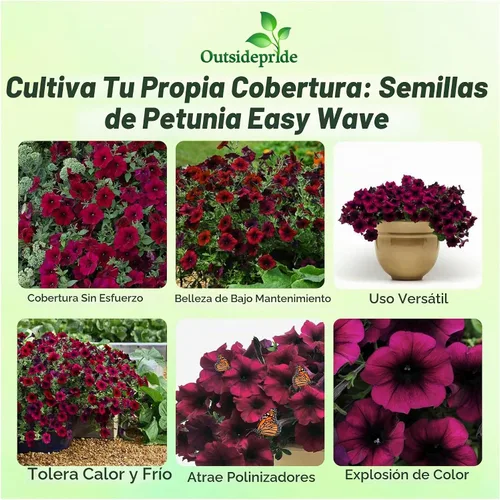 Vista 2 de Outsidepride Semillas de petunia de terciopelo burdeos Easy Wave – 15 unidades. Semillas de flores anuales, compactas y extendidas para plantar