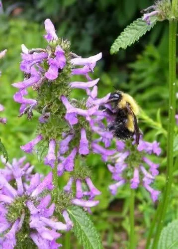 Vista 6 de 30 semillas de flores AGASTACHE Mix Agastache Aurantiaca