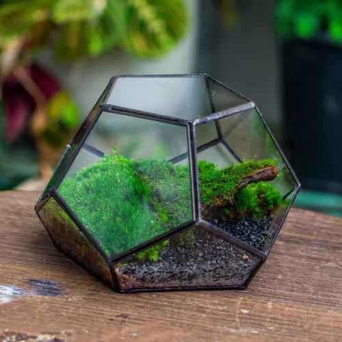 Vista 5 de NCYP Terrario geométrico de vidrio pequeño con puerta, 7.1 x 7.1 x 4.7 pulgadas, maceta cerrada con pentágono negro para suculentas, plantas