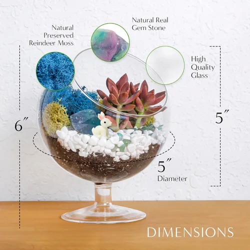 Vista 4 de Creations by Nathalie Kit de bricolaje de terrario cáliz de 6" con plantas vivas - Construye tu propio terrario de vidrio para adultos y niños
