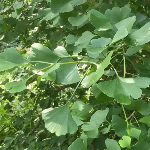 Vista 2 de Ginkgo Tree - Planta viva en maceta de cuarto de galón, planta de árbol de ginkgo bien enraizada, lista para crecer, árbol de ginkgo de 1 a 2 años