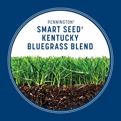 Vista 5 de Pennington Smart Seed Kentucky Bluegrass Blend, semillas de césped