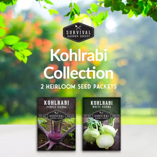 Vista 2 de Colección de semillas de colinabo para plantar, 2 paquetes para plantar y cultivar plantas de colinabo de Viena blanca y púrpura de Viena - Cebollas