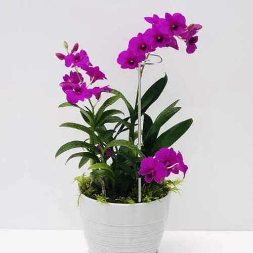 Vista 4 de Estacas para plantas de 30 pulgadas o 16 pulgadas para flores, paquete de 5 (bricolaje), anillos de soporte de jaula de plantas de acero inoxidable