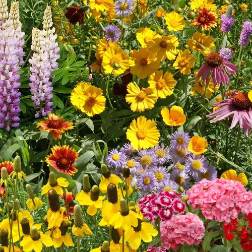 Vista 23 de Ferry Morse Mezcla para Todo Propósito Sol-Sombra a Granel Semillas de Flores Silvestres, 1 lb
