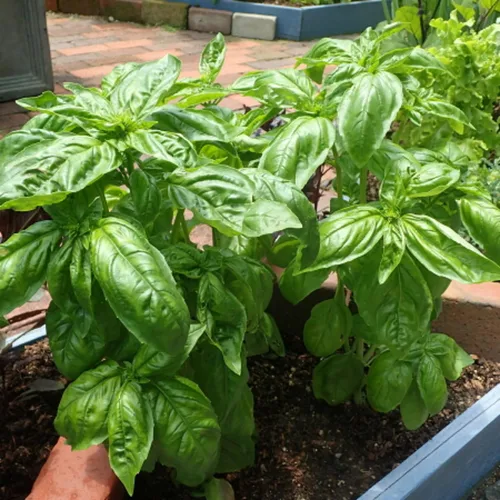 Vista 4 de 4 plantas de albahaca, plantas de albahaca dulce vivas para interiores, plantas de hierbas vivas, de 4 a 6 pulgadas