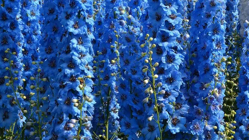 Vista 3 de Semillas Blue Tall Delphinium - Flores anuales para plantar