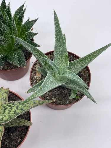 Vista 8 de BubbleBlooms Surtido variado de aloe, macetas de 3 pulgadas, 4 suculentas de aloe diferentes