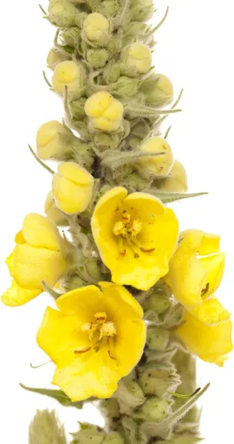 Vista 6 de Great Mullein Verbascum thapsus 1500 Semillas Heirloom - Sin OGM - Polinizado abierto