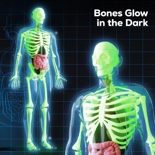 Vista 7 de GobiDex Kits de Modelo de Esqueleto Humano, 40 Piezas de Figura Anatómica, Kit de Ciencia Interactivo de Huesos que Brillan en la Oscuridad