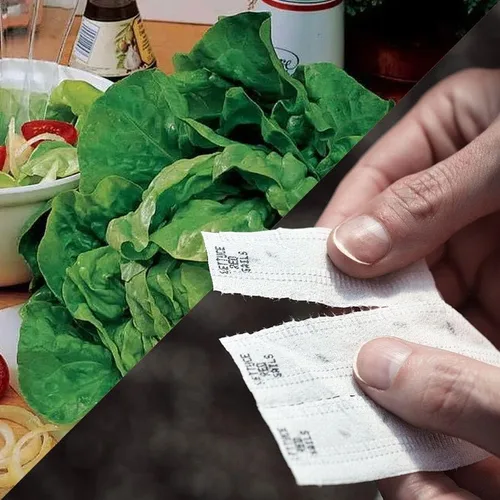 Vista 8 de Park Seed Sembrar Effortless Collection Cinta de semillas – col rizada mágica negra, 15 pies – fácil de plantar tú mismo, col rizada gourmet
