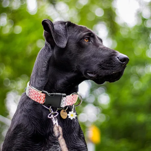 Vista 6 de 2 PCS Collares de Algodón para Perro Suaves Linda Flor - 3 Tamaños Collar de Cachorro de Nailon Suave Ajustable para Niña Hembra Perros Pequeños