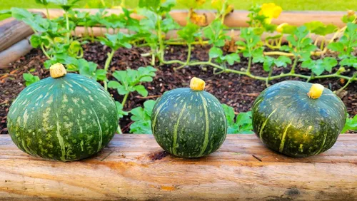 Vista 4 de TomorrowSeeds - Semillas de calabaza Kabocha - Más de 20 unidades - para plantar calabaza japonesa verde Hokkaido Ebisu asiático Tetsukabuto