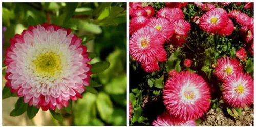 Vista 4 de Semillas Flores Aster Invierno Cereza Anual - 100 Semillas
