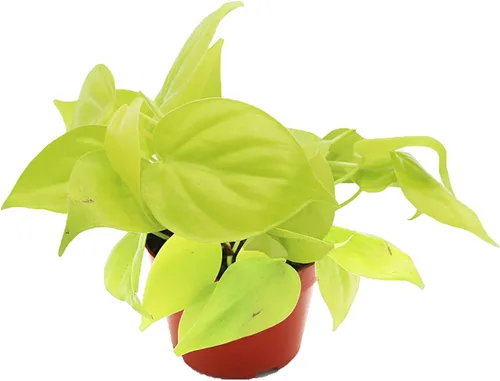 Vista 8 de Philodendron Bipennifolium Aurea - Maceta de 4" de California Tropicals